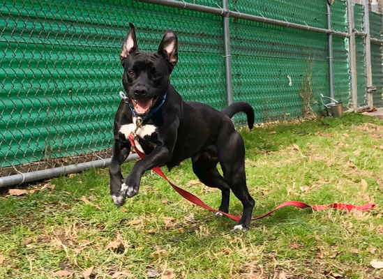 Chinquapin Park Off Leash Area